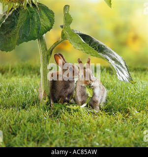 two young pygmy rabbits - under sunflower leaf Stock Photo