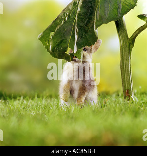 young pygmy rabbit - at sunflower leaf Stock Photo