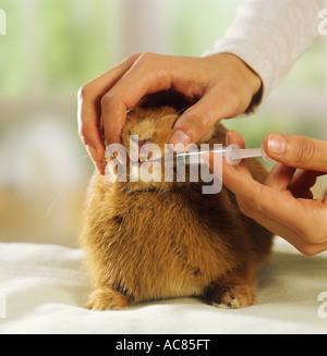 domestic rabbit getting medicine Stock Photo - Alamy