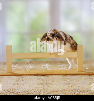 pygmy rabbit - hopping over hurdle Stock Photo