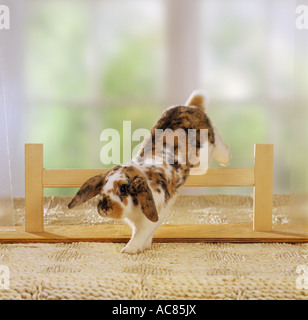 pygmy rabbit - hopping over hurdle Stock Photo