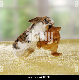 Pygmy rabbit. Uncastrated bucks fight to establish social dominance Stock Photo