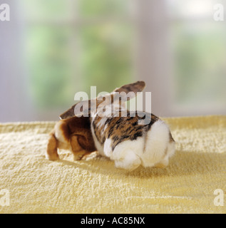 Pygmy rabbit. A male drives an inferior rival out of its territory Stock Photo