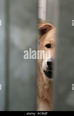 dog in kennel - animal shelter Stock Photo