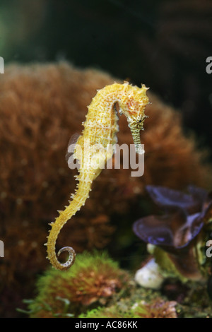 zebra-snout seahorse / Hippocampus barbouri Stock Photo