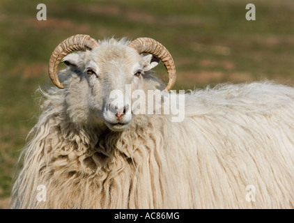 white horned heath sheep Stock Photo