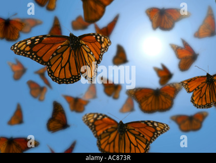 Monarch butterfly (Danaus plexippus). Swarm in flight. Mexico Stock Photo
