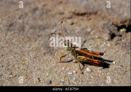 mottled grasshopper - sitting lateral / Myrmeleotettix maculatus Stock Photo