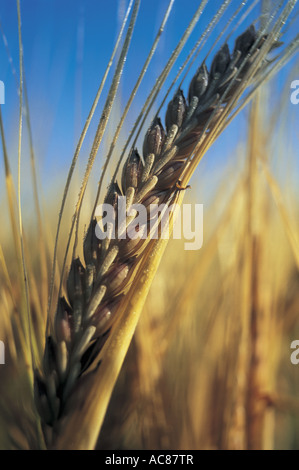 Barley Stock Photo