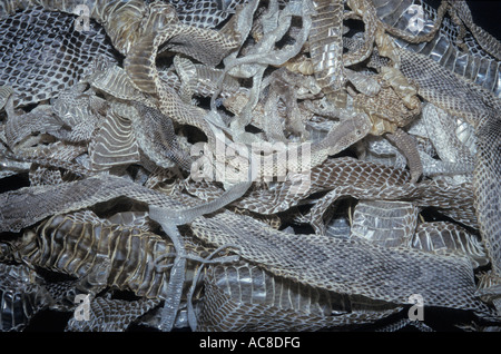 A pile of shed snake skins South Africa Stock Photo