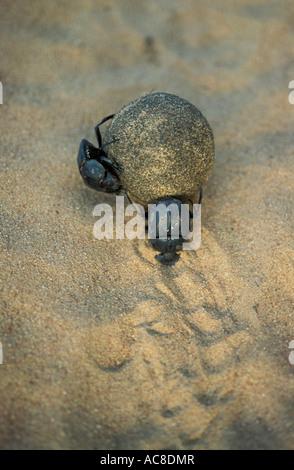 Two dung beetles pushing a ball of dung in soft sand Phinda Resource Reserve, Northern KwaZulu Natal South Africa Stock Photo