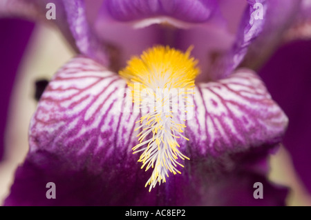 Macro close-up of Iridaceae Iris Barbata elatior Pioneer Bliss 1924 flower, showing purple petals with white veins and a fuzzy yellow beard. Stock Photo