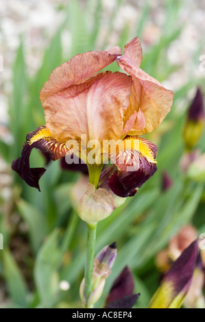 Close up of a purple yellow orange Iris Barbata elatior Mrs Velerie West Goos and Bliss 1925 flower, a classic Iridaceae variety. Stock Photo