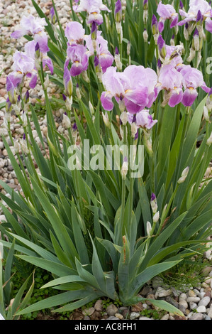 Pink iris flowers Iris Barbata elatior Rheingauperle Goos and Koenmann 1924 blooming in a garden with green sword-shaped leaves and gravel soil. Stock Photo