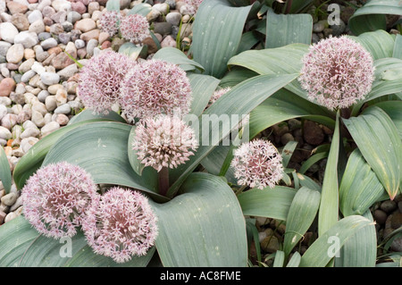 Turkestan onion Liliaceae Allium karataviense Central Asia Stock Photo