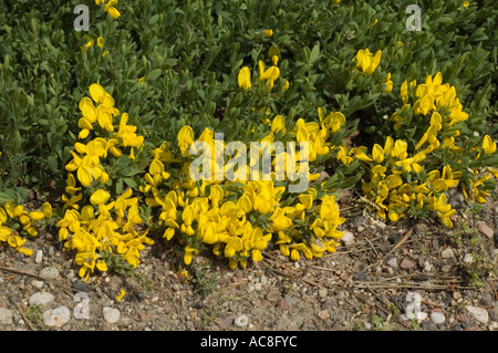 Many yellow flowers of Prostrate broom Leguminoseae Cytisus decumbens South Europe Stock Photo