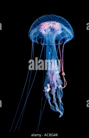 Luminescent jellyfish Pelagia noctiluca France Mediterranean Sea