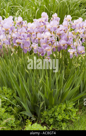 Beautiful pink violet flowers of Iris barbata elatior blooming in a garden with tall green sword-like leaves. Stock Photo
