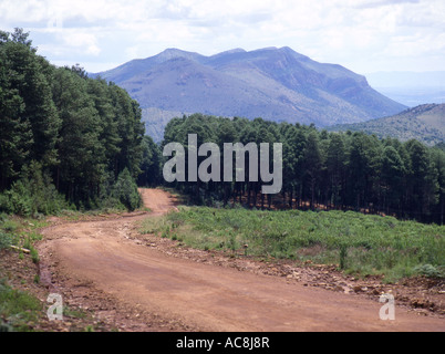 A rural road heading towards and through a gap in the pine forest Stock Photo