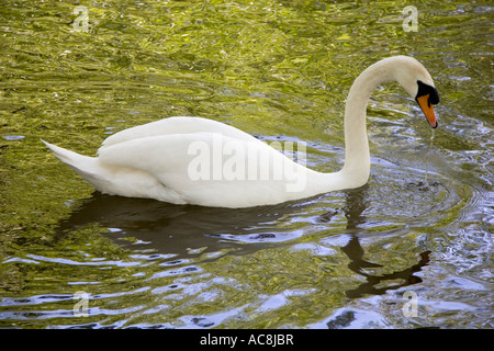 Swan on the River Ock at Abingdon 1 Stock Photo