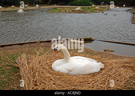 Swan nesting Stock Photo
