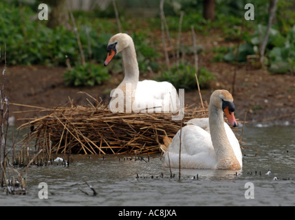 Swans nesting Stock Photo