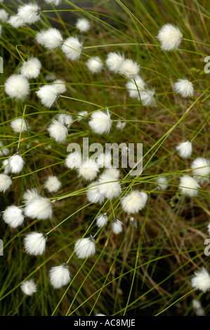 White Slender Cottongrass or Cotton grass Cyperaceae Eriophorum gracile W D J Koch Europe Stock Photo