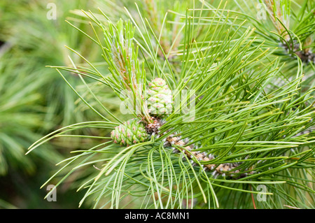 Chinese Red pine Pinaceae Pinus tabuliformis branch with green needles and immature cones, native to China, Korea, and Asia. Stock Photo