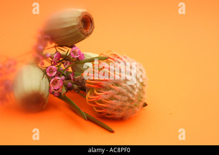 Australian gum nuts on an orange background BAPD 2283 Stock Photo