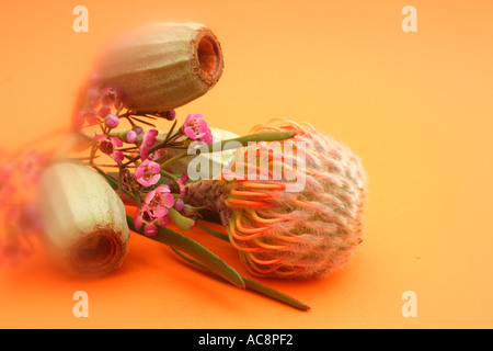 Australian gum nuts on an orange background BAPD 2284 Stock Photo