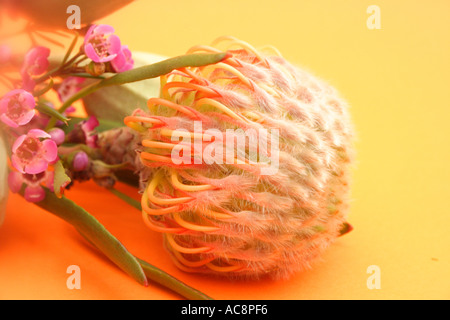 Australian gum nuts on an orange background BAPD 2285 Stock Photo