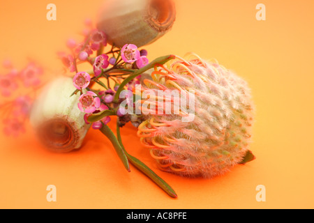 Australian gum nuts on an orange background BAPD 2287 Stock Photo