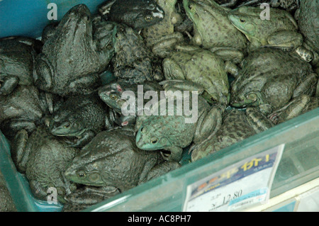 Live frogs for sale in food section of supermarket, Shenzhen, China Stock  Photo - Alamy