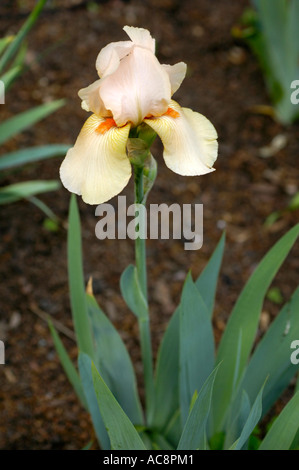 White yellow and red flower of Iridaceae Barbata Elatior Iris Strathemor blooming in a garden with green foliage. Stock Photo