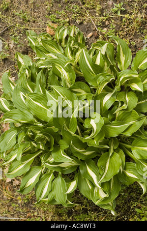 Leaves of hosta plant Agavoideae an herbaceous perennial plant native ...