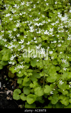 White flowers of Round leaved Saxifrage Saxifragaceae Saxifraga rotundifolia Stock Photo