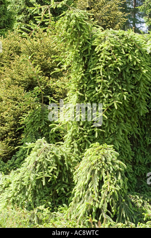 Lush green weeping branches of a Spruce Pinaceae Picea abies Pendula tree in a garden setting, showcasing its unique pendulous growth habit. Stock Photo
