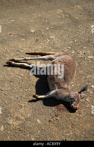 Dead Kangaroo roadkill Flinders Ranges South Australia Australia Stock Photo