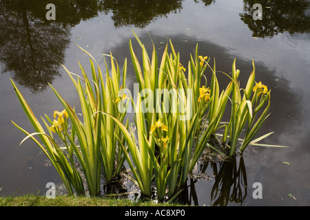 Iris yellow pseudacorus var bastardii in a pond Stock Photo
