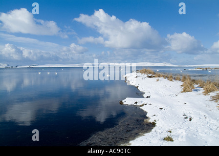 dh Loch of Stenness STENNESS ORKNEY Flock of Mute swans and Hoy hills winter