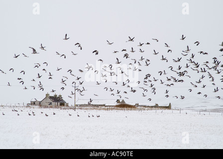 dh Flock of birds WILD GEESE ORKNEY SCOTLAND Flying flocks In field taking flight cottage snow uk Winter wildlife migrating greylag goose anser