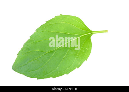 lemonmint, bergamot mint, orange mint (Mentha piperita var. citrata, Mentha aquatica 'Citrata'), single leaf