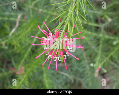 Rosemary Grevillea (Grevillea rosmarinifolia), inflorescence Stock Photo