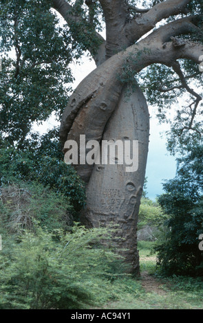 baobab (Adansonia fony (Adansonia rubrostipa)), the famous Baobab d'amour on Madagascar, stems winded around each other, Madaga Stock Photo