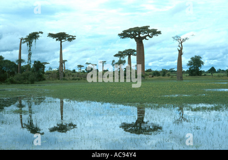 baobab (Adansonia grandidieri), trees in Madagascar, reflecting in the water, Madagascar Stock Photo