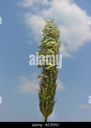 meadow foxtail grass (Alopecurus pratensis), inflorescence, Germany, North Rhine-Westphalia Stock Photo