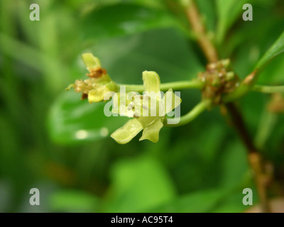 cocaine, Bolivian coca (Erythroxylon coca, Erythroxylum coca), flower Stock Photo