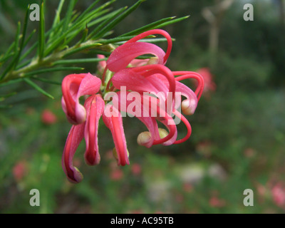 Rosemary Grevillea (Grevillea rosmarinifolia), flowers Stock Photo