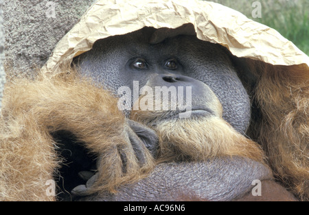 Sumatran orangutan (Pongo pygmaeus abelii), portrait Stock Photo