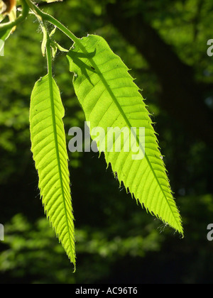 Young Sweet Spanish chestnut (Castanea sativa) on tree, Spain Stock ...